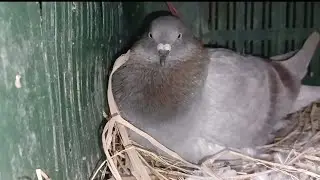আমার  খামারের কিছু সুন্দর কবুতর 