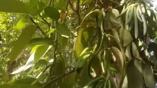 #organicvanilla #ceylonpride #vanillabeans #ceylonvanilla