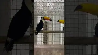 #Tocotocan#rameezhafeez #birds #petszoo #petsplanet #animals #piyaryminizoo #mminizoo