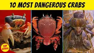 10 Most Dangerous Crabs In The World