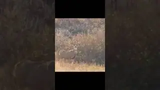 Your gun your buck #deer #buck #bigbuck #countrymusic #country #music