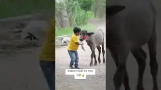 गोळ्या आणि त्याची पारडी 😅 #comedy #funny #comedyfilms #comedymovies