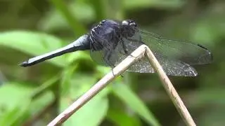 🐝 Large Japanese Dragonfly - Order Odonata - Real Japan Monsters