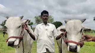 7659982915విలేజ్ బుల్స్ అమ్మబడును కావాల్సిన వారు ఫోన్ నెంబర్ కి కాల్ చేయండి 🐂🐂🐂🌾🐂🌾❤️#.... ....