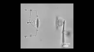 Soft Microrobots at Work