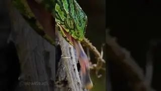 Chameleon Hunting a Cricket  Wincent   sXpq1 #lizard #nature #wildlife
