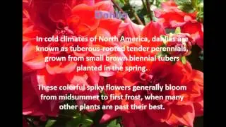 Flowers for different occasions