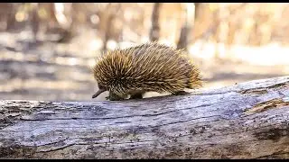 10 Photography Lessons from the Wild, Part 1: Foundations &bull; Daily Dose of Nature