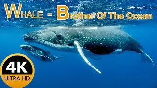 WHALE IN 4K - Brother of the Ocean