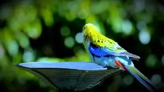 Pale-headed Rosella