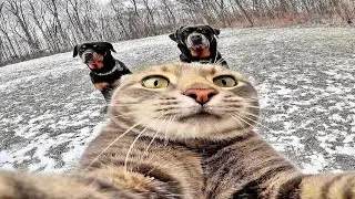cats of the day | compilation