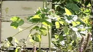 Urban Bee Keeping