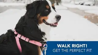 How to Size Your Walk Right! Front-Connect Padded Dog Harness
