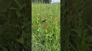Butterfly In The Wildflowers at Ward&rsquo;s Farm NJ