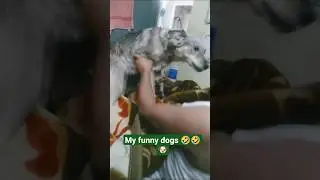 my dogs fun morning time 🤣#Rajveerbhuttoa#funnyshorts