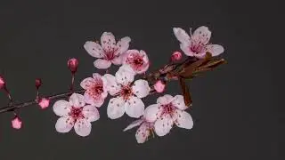 Bloesem beautiful flower slow motion