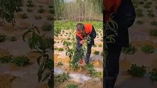 How to Prune a Young Peach Tree for Maximum Growth! 🌞🍑