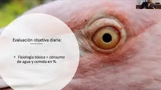 Webinar - Signos clínicos básicos: detección temprana de patologías en aves - MVZ Hugo González