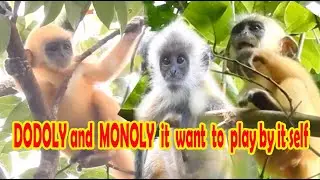 DODOLY and MONOLY it want to play by it self|silver leaf monkey #59|wildlife99#59