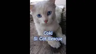 Coki si Cat Rescue sering tiduran sesukanya