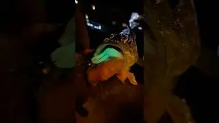 Glow in the dark fishing lure, have you tried that before? #fishing #savagefuture #shorts