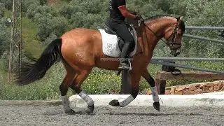 Buckskin Andalusian x Lusitano mare 2020 - 1,61 cm (#MP728)