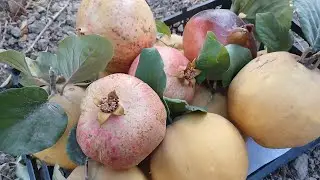 🍎🍐 Harvesting Big Red Pomegranates & Yellow Quinces | Autumn Garden Fruit Picking