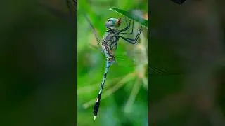 Macro Photography with Apexel 100mm macro lens 😍🔥 #nature #dragonfly #macroshot #macrophotography
