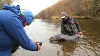 Таймень в Хабаровском крае (TFF Two Fly Fishermen)