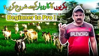 Bakriyon Ka Karobar Kaise Shuru Karein? | Goat Farming Beginner to Pro | Goat Care Official