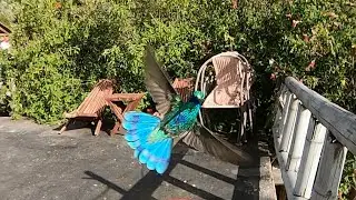 HUMMINGBIRDS in Quito Ecuador?
