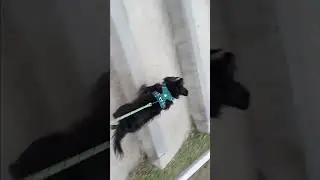 17 Yr Old Dog Does 100 Stair Challenge! 🐺🐾👍