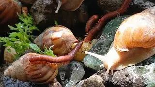 Two Worlds Collide: The Surprisingly Peaceful Interaction Between a Millipede and Snail Colony 