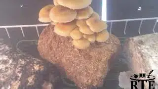 Time Lapse Growth Chestnut Mushroom (Pholiota adiposa)