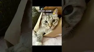 Meow ASMR by Winter😺 #cat #catshorts #winterthecat #asmr #cute #meow