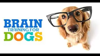 A Detailed Analysis by a Certified Dog Trainer - Brain Training For Dogs Reviews
