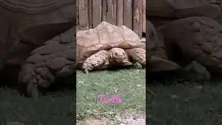 turtle's tea time
