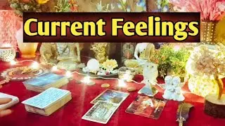 🌿Current Feelings✨ Messages From Your Person💚 All Signs Collective Timeless Tarot Reading🌈