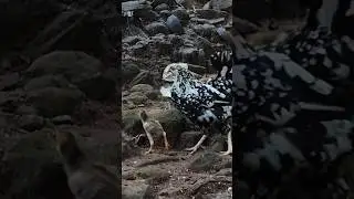 കറുത്ത പുള്ളിയും മക്കളും