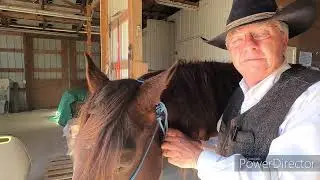 Tying the Rope Halter
