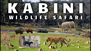 🌿🐘 Kabini Wildlife Safari Live! Two Days of Wild Encounters with My Japanese Friends 🐅 🐾🎥
