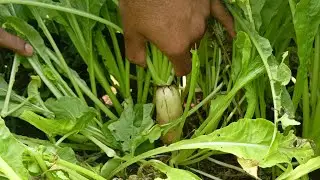 vegetables 🍆🫛🍅🥕 harvesting in village  natural way beautiful view 😍🤩 #harvesting#vegetables