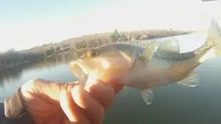 Bass Fishing w/ Finesse presentations!