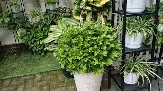 Merawat dan memperbanyak tanaman selaginella