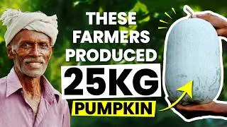 How to Grow the BIGGEST Pumpkin Naturally? | National Farmers' Day | SSIAST