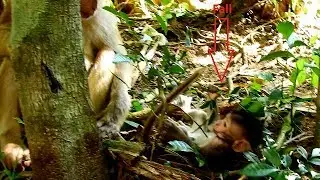 Oh.,What happen wrong on poor baby monkey Timo?