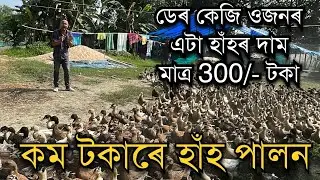 কম টকাৰে হাঁহ পালন।হাঁহৰ দাম এটাত 300/- টকা Duck farming ॥Duck farm in Assam #duckfarming #farming