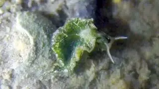 平瀬海天牛 Elysia hirasei