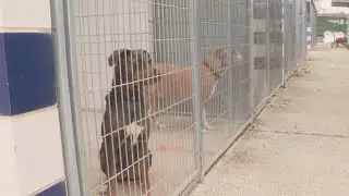 Central Texas rescues, shelters work to find homes for animals saved during winter storm
