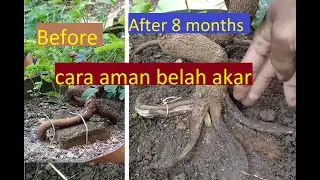 membuat akar tunggang menjadi akar keliling pada asam jawa.